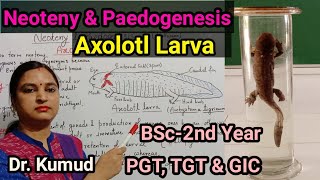 Neoteny amp Paedogenesis AxolotlLarva Factors of NeotenyExtrinsicIntrinsic amp Environment BSc2PGT [upl. by Ortiz]