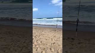 Beach Fishing For Mulloway fishing fishspecies beachfishing mulloway mulletfishing [upl. by Lotsirb305]