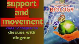 the action of antagonistic muscles in the movement of knee jointsclass 12 chapter 162024 [upl. by Capello455]