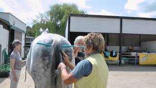 Neatening the tail ready for the show ring – Lynn Russell [upl. by Anehta]