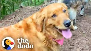 Golden Retriever Rescued From Puppy Mill Makes Her First Dog Friends  The Dodo [upl. by Onairotciv492]