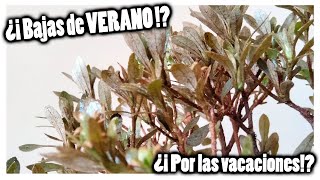 BAJAS de VERANO¿ es malo las vacaciones para el BONSAI¿ Azalea [upl. by Codel858]