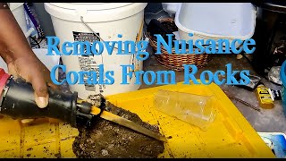 DailySorta Reefing Tips  6 How To Remove Unwanted Corals From Rocks [upl. by Huberman]