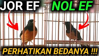 LIHAT  INI PERBEDAANNYA JOR EF NOL EF CARA MERAWAT MURAI BATU CEPAT GACOR [upl. by Ablasor919]