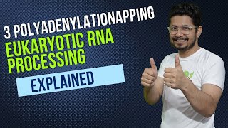 3 prime polyadenylation of eukaryotic mRNA  eukaryotic RNA processing  RNA poly adenylation [upl. by Thissa506]