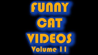 Funny Cat Videos Volume 11 [upl. by Sparrow]