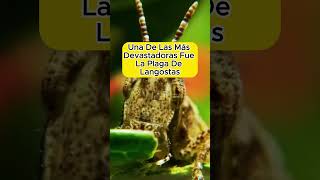 LA PLAGA EN EGIPTO🦗 ¡Un milagro divino [upl. by Satsoc]