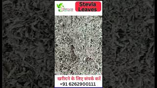 Stevia Leaves stevialeaves leaves organics greenleaves stevia ytshorts viralshort neemuch [upl. by Ammadis]