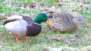 Mallard Duck Drake Keeps Watch While Hen Eats 4K [upl. by Adalbert74]