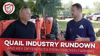 Quail Industry Rundown and Key Differences from Chicken Farming [upl. by Nylyak]