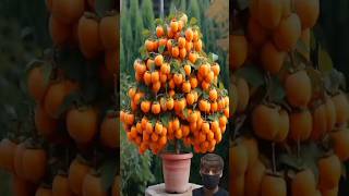 A great way to grow Persimmon trees from fruit at home [upl. by Annohsat435]