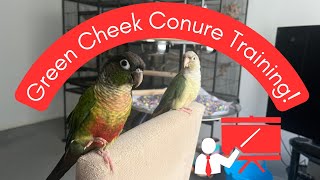 Green Cheek Conure Training Tips  TheParrotTeacher [upl. by Allebara513]