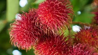 Generalidades del Cultivo de Rambután  TvAgro por Juan Gonzalo Angel [upl. by Gavrila442]