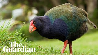 Takahē bird continues its journey of recovery with release into New Zealand tribal lands [upl. by Eudoca]