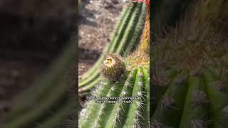 Echinopsis in Bloom [upl. by Townie]