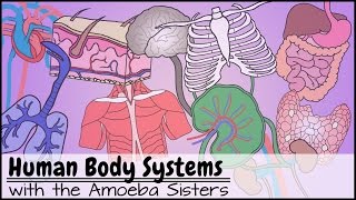 Human Body Systems Functions Overview The 11 Champions Older Video 2016 [upl. by Treiber]