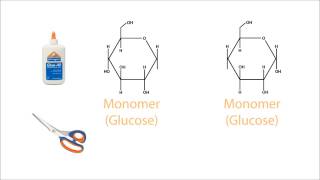 Hydrolysis of Carbohydrates [upl. by Evan155]