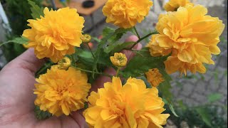 Caring and Propagating Kerria Japonica Ranunkelstrauch [upl. by Eeslehc]