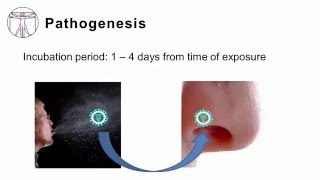 Influenza Pathogenesis and Clinical Manifestations [upl. by Cirred275]