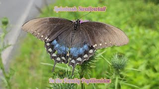 Spicebush Swallowtail In The Family Papilionidae amp The Common Eastern Bumblebee In The Family Apidae [upl. by Gnaoh690]