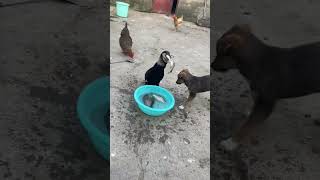 Cormorant Chronicles Phalacrocorax Carbo Devouring Fish [upl. by Lonna]