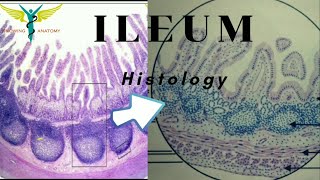 Histology of Ileum [upl. by Mikkel]