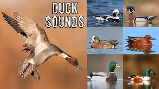 Duck Noises amp Duck Identification [upl. by Bohner]