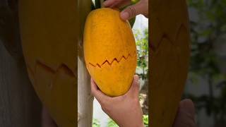 Ripe Papaya। Quick Cutting । [upl. by Ayotna]