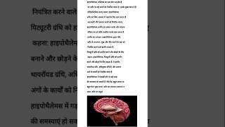 Function of hypothalamus gland [upl. by Tome]