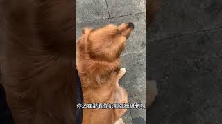 Talking Golden Retriever  If Dogs Could Talk [upl. by Nilre]