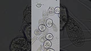 Paramecium and Ciliates 100x  800x Magnification science microscope 23 [upl. by Nadab]