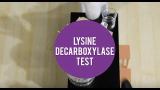 MicroLab  Lysine Decarboxylase Test [upl. by Hatnamas669]