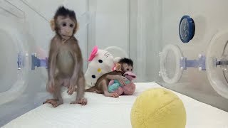 Zhong Zhong amp Hua Hua  the first cloned macaque monkeys [upl. by Pry]