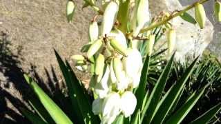 Yucca aloifolia Flowers  Spanish bayonet  dagger plant HD 04 [upl. by Kimmy]