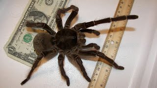 Goliath bird eating spider The largest spider on our planet [upl. by Caspar]