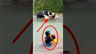 Anjing Pintar Menyelamatkan Manusiahewan animals shortvideos shorts [upl. by Nagar]