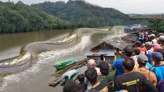 Biggest Snakes Ever Caught On Camera [upl. by Annaer281]