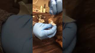 Anal gland abscess in a dog  Veterinary Video [upl. by Caroline]