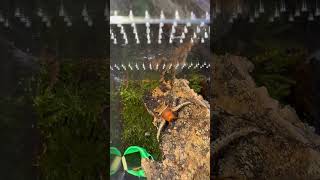 rare insects in the worldCosmoderus femoralisyoutubecreatorcommunity [upl. by Avihs]