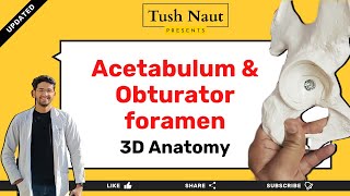 Acetabulum and Obturator foramen  HipPelvis Bone Anatomy [upl. by Noel]