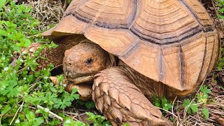 The BEST pet Tortoises Sulcatas vs other tortoises [upl. by Carisa379]