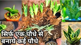 How to grow care and propagate Snake Plant A  Z info information on Snake Plant [upl. by Kramnhoj]