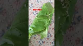 tailor birds nest left by bird all viral bird shorts youtubeshorts [upl. by Stucker151]