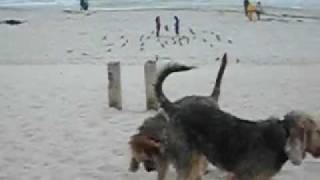 Blue Fairy Otterhounds Carmel CA Dog Beach Part 1 [upl. by Nywroc]