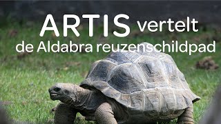 Dierenverzorger Sanne bij de Aldabra reuzenschildpadden  ARTIS vertelt 4 [upl. by Isolde]