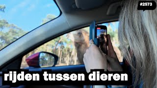 AUTOSAFARI BEEKSE BERGEN 2024  JOLIEN EN JENNO VLOG 2573 [upl. by Sarita]