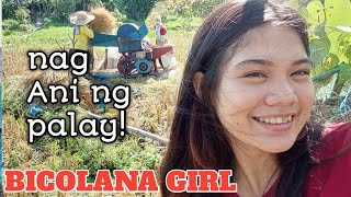 part 19 nag ani ng palay si bicolana girl [upl. by Larena]