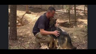 Playing with a Wolf Puppy  Wolf Dog  Lupine Grove [upl. by Essex]