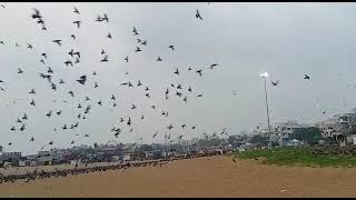 Beach Birds 🎥❤️ [upl. by Sion]