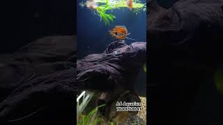 Dwarf Gourami Fish  Beginners Aquarium Fish  sorts ytshorts gourami aquarim fish aquarim [upl. by Myrtia]